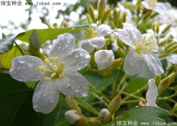 <a href='http://www.njszjj.com/linmuzhongzi/2285.html' target='_blank'>油桐種子</a>