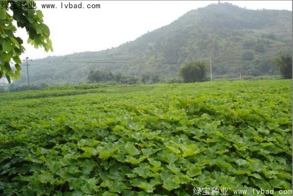 <a href='http://www.njszjj.com/linmuzhongzi/2285.html' target='_blank'>油桐種子</a>