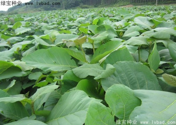 <a href='http://www.njszjj.com/linmuzhongzi/2286.html' target='_blank'>柚木種子</a>