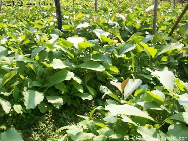<a href='http://www.njszjj.com/linmuzhongzi/2286.html' target='_blank'>柚木種子</a>