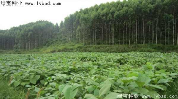 <a href='http://www.njszjj.com/linmuzhongzi/2286.html' target='_blank'>柚木種子</a>