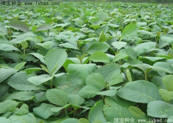 柚木<a href='http://www.njszjj.com/' target='_blank'>種子</a>
