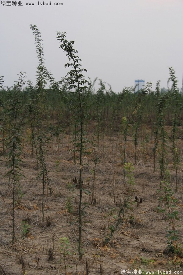 <a href='http://www.njszjj.com/linmuzhongzi/2287.html' target='_blank'>中皂角種子</a>
