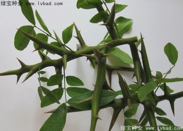 中<a href='http://www.njszjj.com/linmuzhongzi/1776.html' target='_blank'>皂角</a>種子