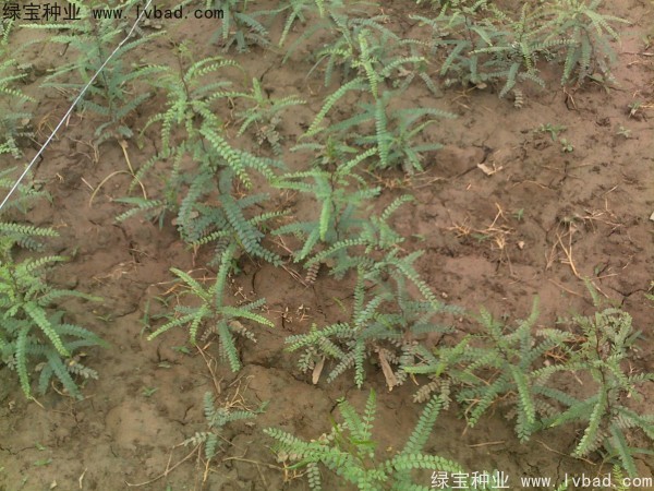 <a href='http://www.njszjj.com/linmuzhongzi/2287.html' target='_blank'>中皂角</a><a href='http://www.njszjj.com/' target='_blank'>種子</a>