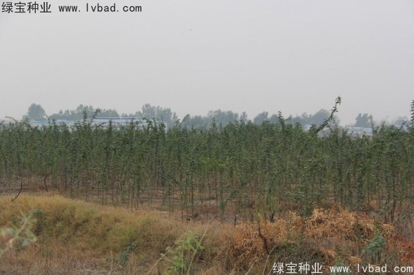 <a href='http://www.njszjj.com/linmuzhongzi/2287.html' target='_blank'>中皂角種子</a>