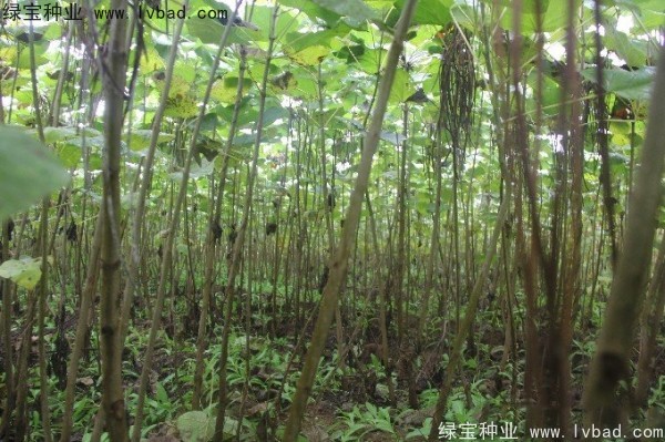 <a href='http://www.njszjj.com/linmuzhongzi/2288.html' target='_blank'>梓樹種子</a>