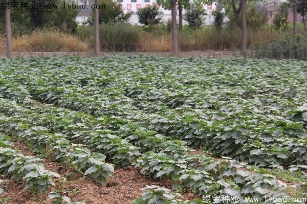 <a href='http://www.njszjj.com/linmuzhongzi/2288.html' target='_blank'>梓樹種子</a>