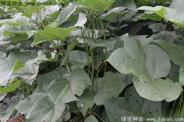 梓樹<a href='http://www.njszjj.com/' target='_blank'>種子</a>