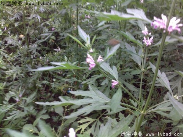 <a href='http://www.njszjj.com/yaocaizhongzi/2289.html' target='_blank'>茺蔚子種子</a>