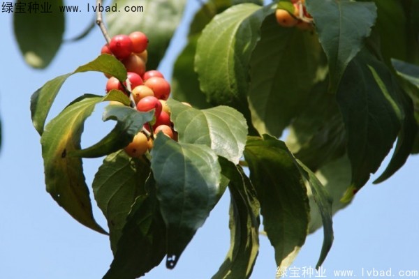 大風(fēng)子<a href='http://www.njszjj.com/' target='_blank'>種子</a>