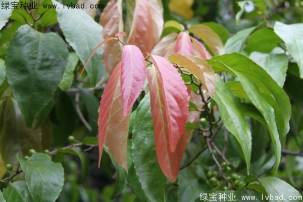 <a href='http://www.njszjj.com/yaocaizhongzi/2290.html' target='_blank'>大風(fēng)子種子</a>