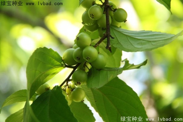 <a href='http://www.njszjj.com/yaocaizhongzi/2290.html' target='_blank'>大風(fēng)子種子</a>