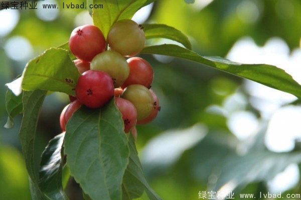 <a href='http://www.njszjj.com/yaocaizhongzi/2290.html' target='_blank'>大風(fēng)子種子</a>
