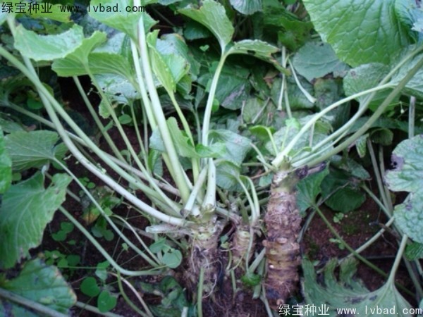 <a href='http://www.njszjj.com/yaocaizhongzi/2293.html' target='_blank'>芥末種子</a>