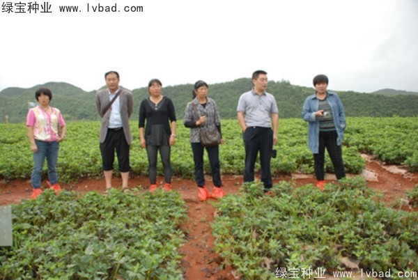 芥末<a href='http://www.njszjj.com/' target='_blank'>種子</a>