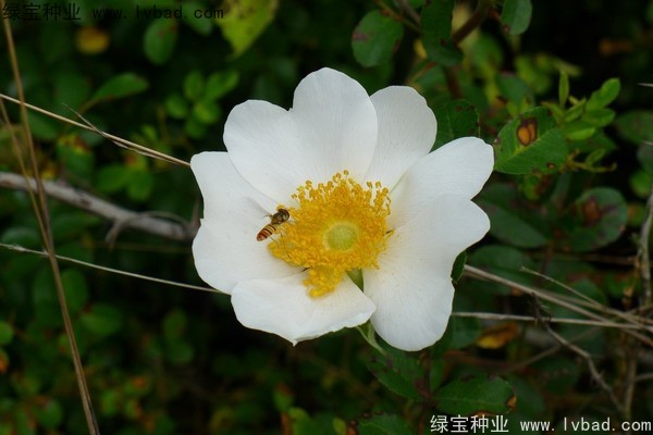 <a href='http://www.njszjj.com/yaocaizhongzi/2294.html' target='_blank'>金櫻子</a><a href='http://www.njszjj.com/' target='_blank'>種子</a>