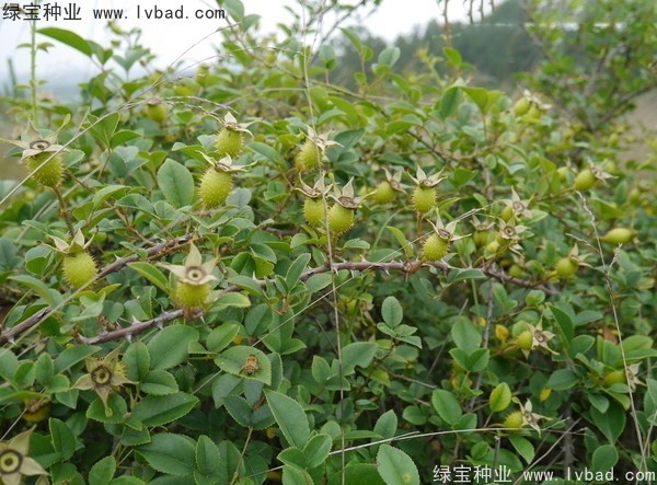 <a href='http://www.njszjj.com/yaocaizhongzi/2294.html' target='_blank'>金櫻子種子</a>