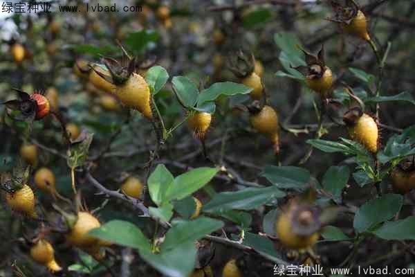 <a href='http://www.njszjj.com/yaocaizhongzi/2294.html' target='_blank'>金櫻子種子</a>