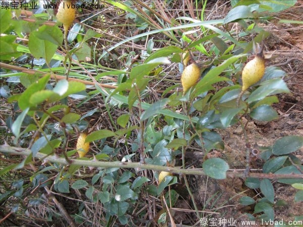 <a href='http://www.njszjj.com/yaocaizhongzi/2294.html' target='_blank'>金櫻子</a><a href='http://www.njszjj.com/' target='_blank'>種子</a>