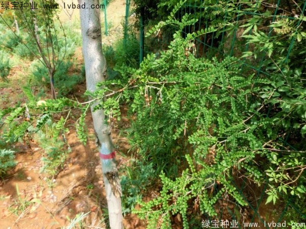 <a href='http://www.njszjj.com/yaocaizhongzi/2295.html' target='_blank'>苦刺種子</a>