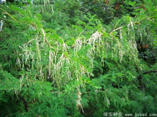 <a href='http://www.njszjj.com/yaocaizhongzi/2295.html' target='_blank'>苦刺</a><a href='http://www.njszjj.com/' target='_blank'>種子</a>