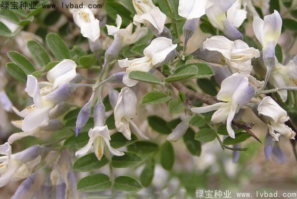 <a href='http://www.njszjj.com/yaocaizhongzi/2295.html' target='_blank'>苦刺種子</a>