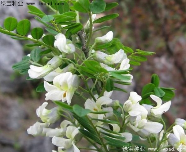 <a href='http://www.njszjj.com/yaocaizhongzi/2295.html' target='_blank'>苦刺</a><a href='http://www.njszjj.com/' target='_blank'>種子</a>