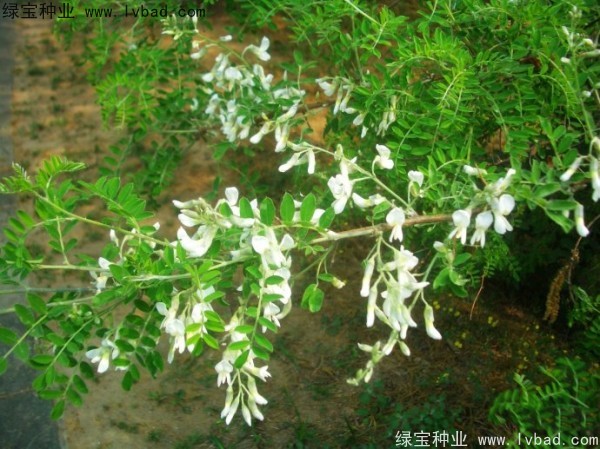 <a href='http://www.njszjj.com/yaocaizhongzi/2295.html' target='_blank'>苦刺種子</a>