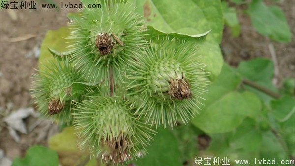 <a href='http://www.njszjj.com/yaocaizhongzi/2297.html' target='_blank'>牛蒡種子</a>