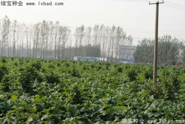 牛蒡<a href='http://www.njszjj.com/' target='_blank'>種子</a>