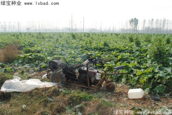 <a href='http://www.njszjj.com/yaocaizhongzi/2297.html' target='_blank'>牛蒡種子</a>