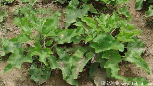 <a href='http://www.njszjj.com/yaocaizhongzi/2297.html' target='_blank'>牛蒡種子</a>