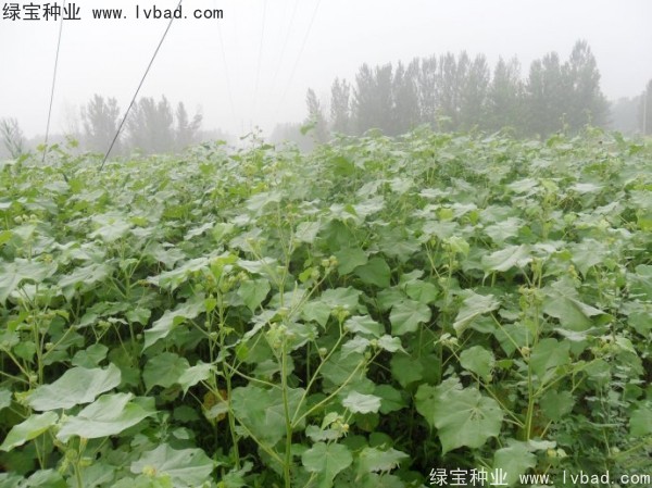 <a href='http://www.njszjj.com/yaocaizhongzi/2299.html' target='_blank'>青麻</a><a href='http://www.njszjj.com/' target='_blank'>種子</a>