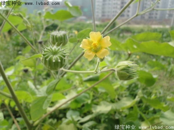 青麻<a href='http://www.njszjj.com/' target='_blank'>種子</a>