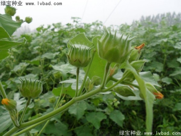 <a href='http://www.njszjj.com/yaocaizhongzi/2299.html' target='_blank'>青麻種子</a>