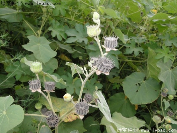 青麻<a href='http://www.njszjj.com/' target='_blank'>種子</a>