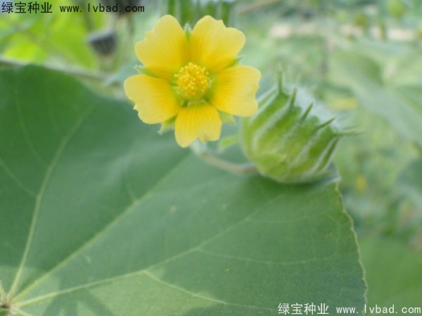 <a href='http://www.njszjj.com/yaocaizhongzi/2299.html' target='_blank'>青麻種子</a>