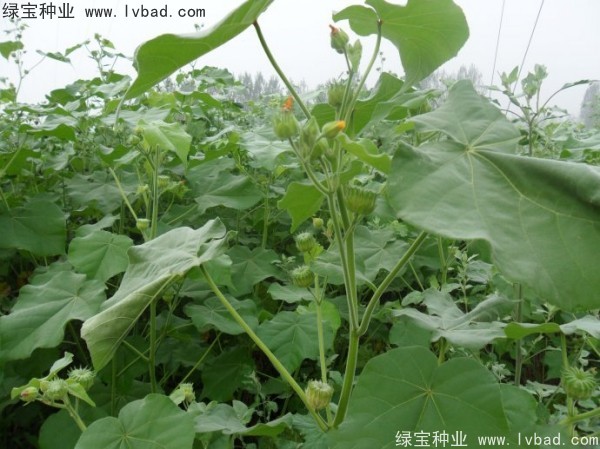 <a href='http://www.njszjj.com/yaocaizhongzi/2299.html' target='_blank'>青麻種子</a>