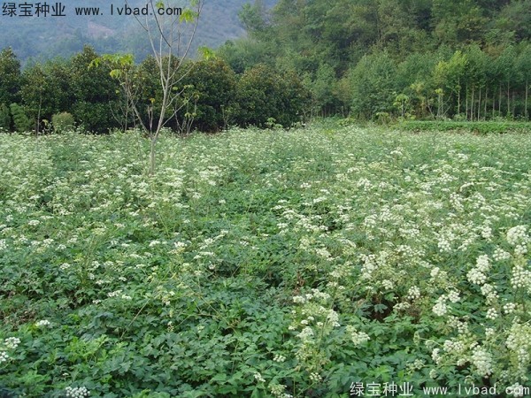 <a href='http://www.njszjj.com/yaocaizhongzi/2300.html' target='_blank'>前胡種子</a>