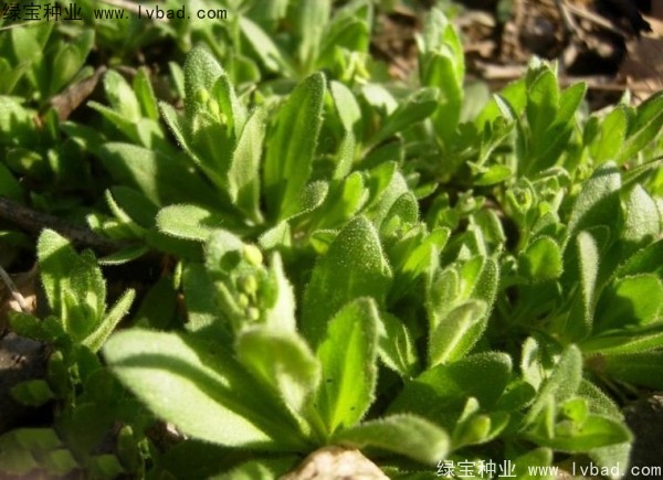 <a href='http://www.njszjj.com/yaocaizhongzi/2301.html' target='_blank'>葶藶子種子</a>