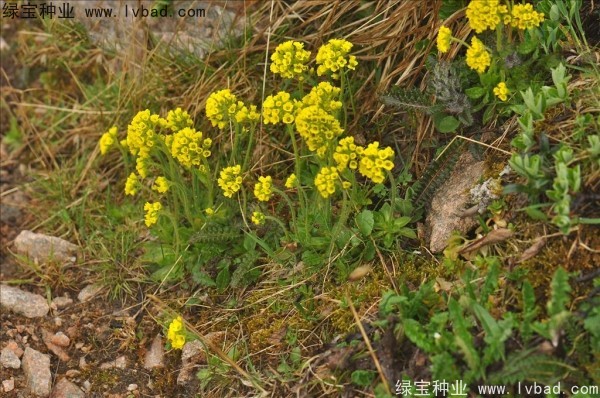 <a href='http://www.njszjj.com/yaocaizhongzi/2301.html' target='_blank'>葶藶子</a><a href='http://www.njszjj.com/' target='_blank'>種子</a>
