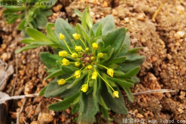 <a href='http://www.njszjj.com/yaocaizhongzi/2301.html' target='_blank'>葶藶子</a><a href='http://www.njszjj.com/' target='_blank'>種子</a>