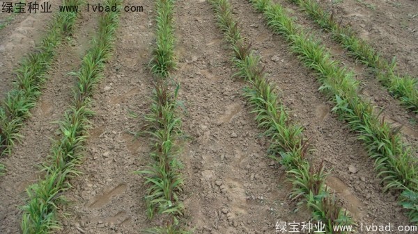 <a href='http://www.njszjj.com/yaocaizhongzi/2302.html' target='_blank'>薏米種子</a>