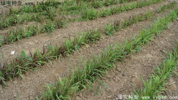 <a href='http://www.njszjj.com/yaocaizhongzi/2302.html' target='_blank'>薏米種子</a>