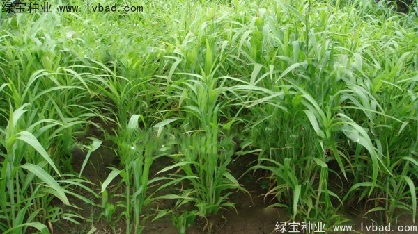 薏米<a href='http://www.njszjj.com/' target='_blank'>種子</a>