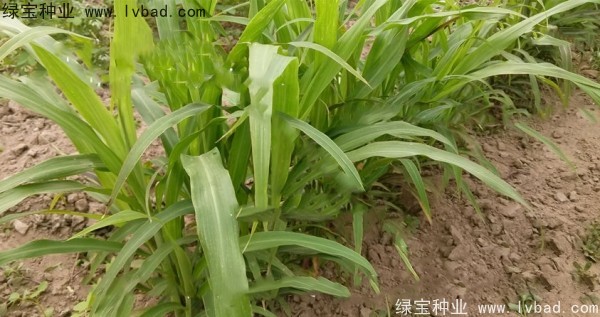 薏米<a href='http://www.njszjj.com/' target='_blank'>種子</a>