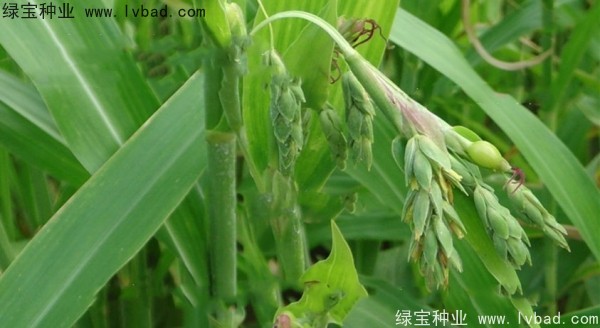 薏米<a href='http://www.njszjj.com/' target='_blank'>種子</a>