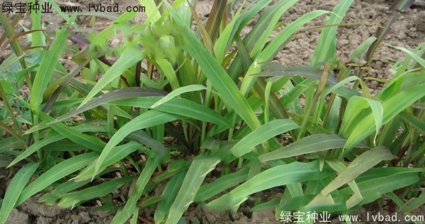 <a href='http://www.njszjj.com/yaocaizhongzi/2302.html' target='_blank'>薏米種子</a>