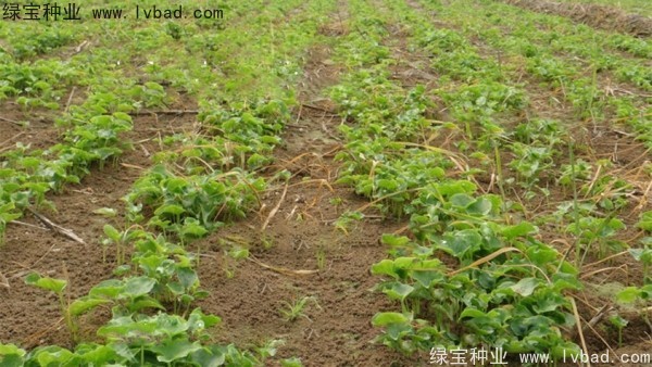 天南星<a href='http://www.njszjj.com/' target='_blank'>種子</a>